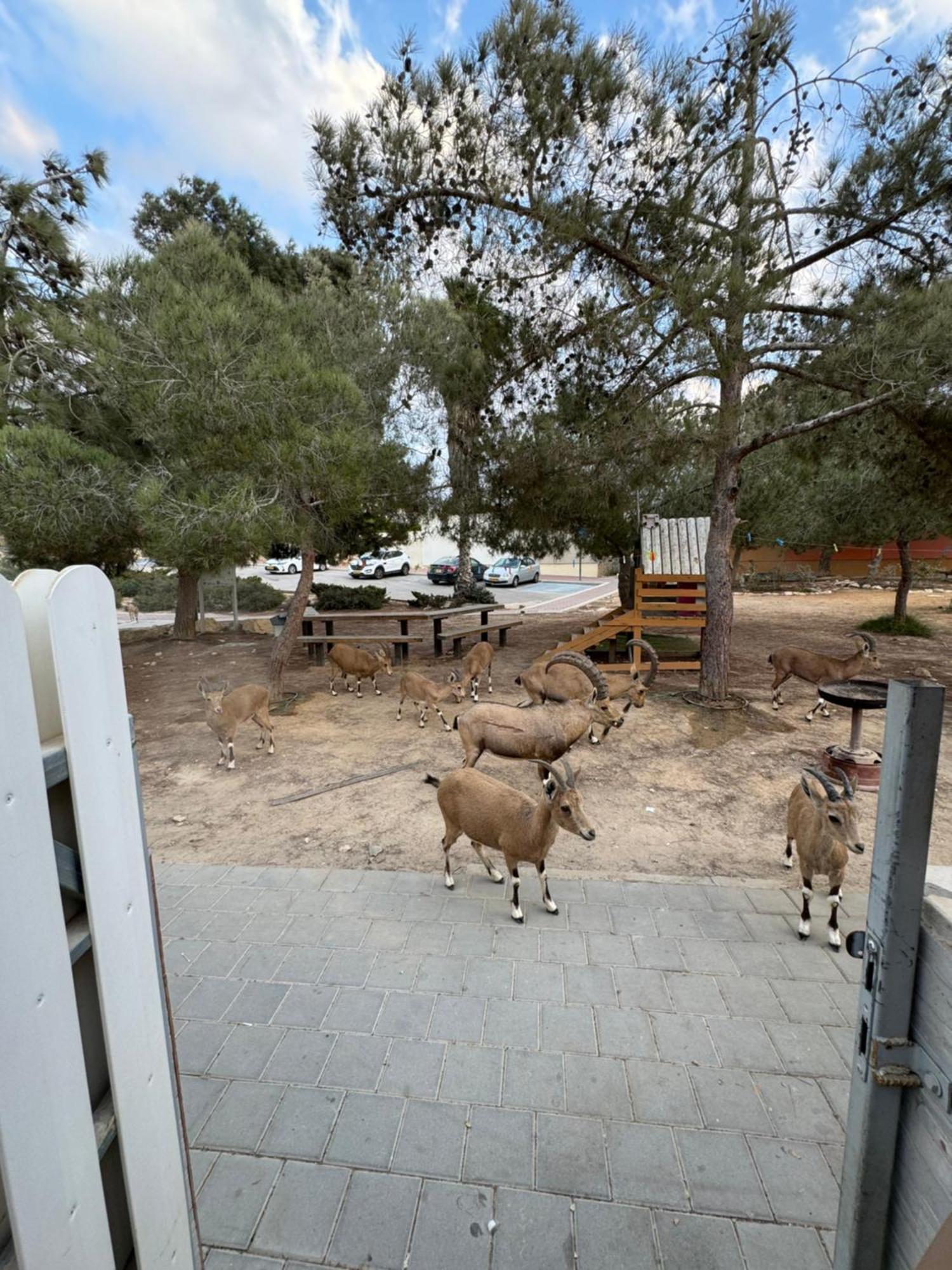 הבית המדברי Διαμέρισμα Mitzpe Ramon Εξωτερικό φωτογραφία